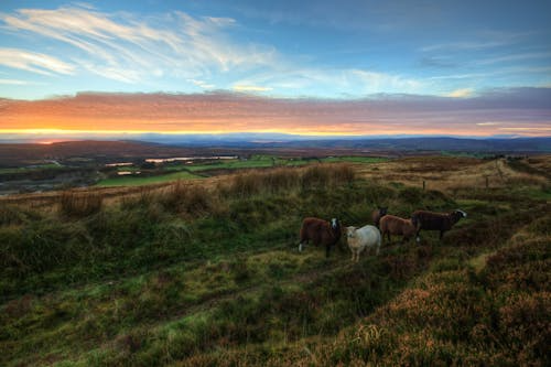 Sheep grazing on open pasture in rural County Mayo.