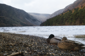 Lake to visit during Ireland day tours.