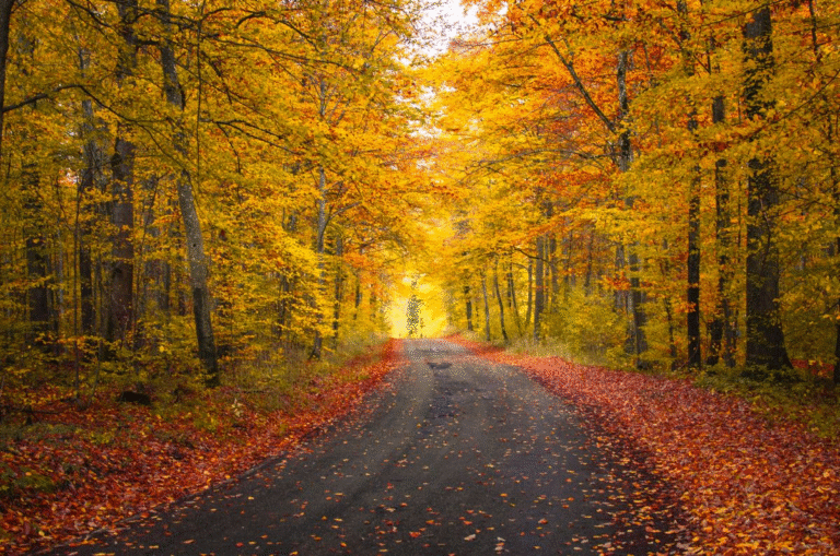 Autumn road lined with golden foliage