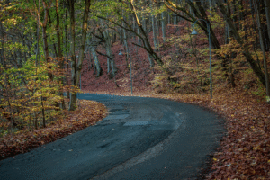 Forest road through autumn colours