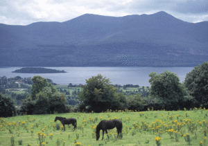 Horses grazing grass in Ireland